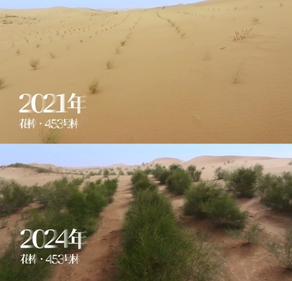 线上配资门户网 蚂蚁森林8年种树5.48亿棵 蚂蚁集团协议捐资已超40亿元